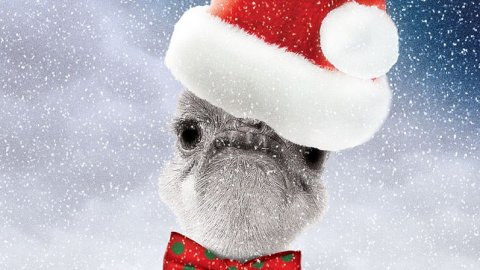 Новогодний переполох Новогодний переполох