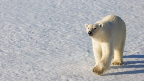 Историки расскажут об освоении Арктики